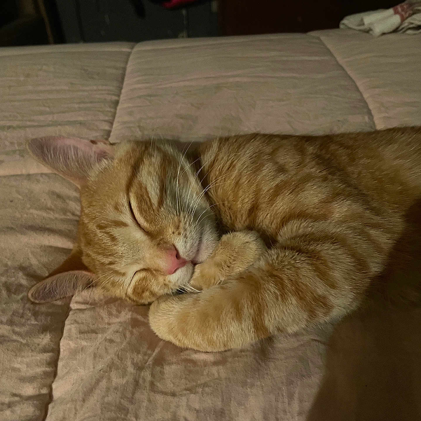 Little Boy joined the competition — help win amazing prizes! abyssinian, animal, bed, bedroom, blanket, cat, couch, cushion, furniture, hardwood, homedecor, indoors, kitten, linen, manx, person, pet, room, sleeping, wood