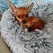 Maya participe au concours pour gagner de l'argent avec cette photo : dog, chihuahua, pet_bed, fluffy, small_dog, brown_dog, animal, cute, indoors, resting, fur, ears, face, looking, cozy, bed, domestic_animal, companion, home, background