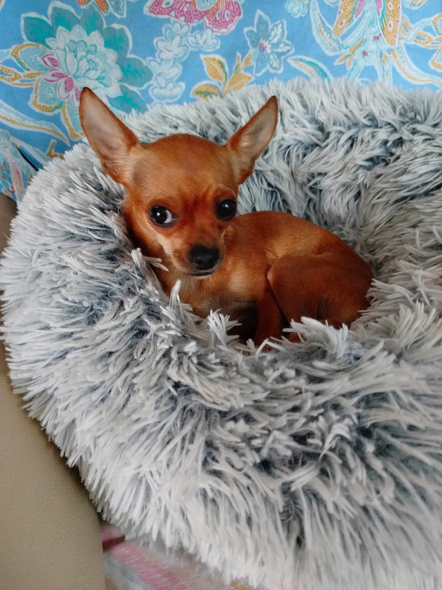 Maya