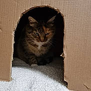 Kali participe au concours pour gagner de l'argent avec cette photo : animal, cardboard_box, carpet, cat, cozy, curious, cute, ears, feline, fur, home, indoor, paws, pet, playing, quiet, resting, shadow, tabby, whiskers