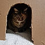 animal, cardboard_box, carpet, cat, cozy, curious, cute, ears, feline, fur, home, indoor, paws, pet, playing, quiet, resting, shadow, tabby, whiskers
