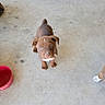 puppy, dog, brown, white_markings, concrete_floor, red_bowl, looking_up, indoor, pet, animal, young_dog, canine, small_dog, floor, side_view, domestic_animal, cute, screenshot, phone_screen, gallery_app