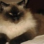 Ollie is registered to the contest to win money with this photo: cat, fluffy, lying_down, dark_face, indoor, pet, animal, feline, resting, fur, whiskers, ears, bed, blurred, low_light, domestic, cute, mammal, soft, sleepy