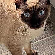 Chiquito is registered to the contest to win money with this photo: cat, siamese_cat, blue_eyes, whiskers, fur, pet, animal, indoor, flooring, wood_floor, shadow, curious, close_up, mammal, domestic_animal, looking_up, standing, ears, face, natural_light