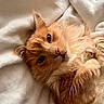 cat, orange_cat, fluffy, pet, animal, feline, cozy, blanket, soft, relaxing, cute, whiskers, fur, sleepy, indoor, closeup, portrait, resting, comfortable, domestic_animal