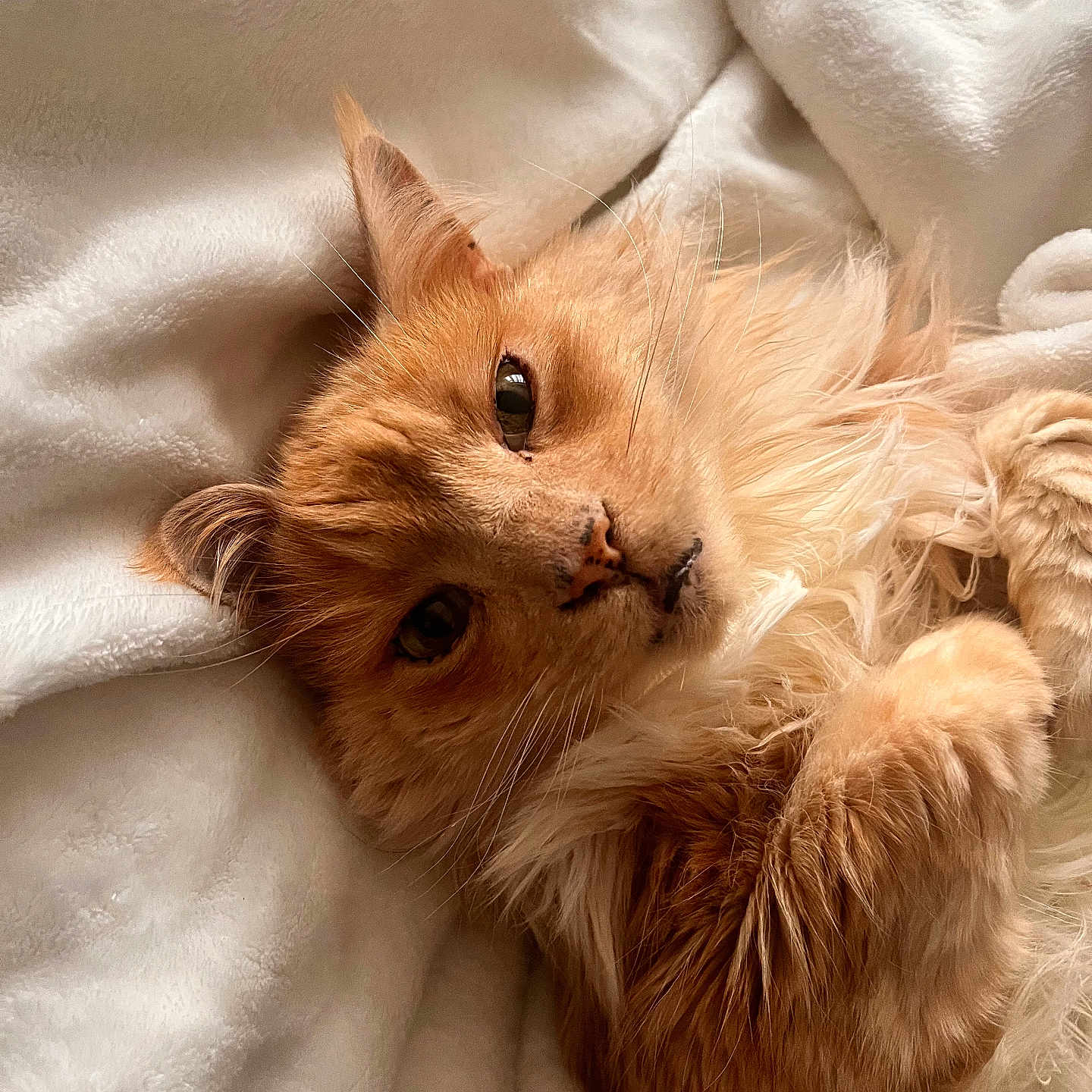 Bertie