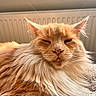 cat, orange_cat, fluffy, long_hair, pet, animal, whiskers, ears, nose, sleepy, relaxed, indoor, blanket, soft_texture, close_up, portrait, feline, warm_light, cozy, resting