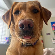 Olive is registered to the contest to win money with this photo: dog, golden_retriever, close_up, tongue_out, indoor, pet, animal, canine, curious, blurry_background, window, collar, furry, muzzle, ears, whiskers, portrait, light, house, cute
