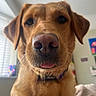dog, golden_retriever, close_up, tongue_out, indoor, pet, animal, canine, curious, blurry_background, window, collar, furry, muzzle, ears, whiskers, portrait, light, house, cute