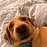 animal, bed, canine, close_up, collar, curious, cute, dog, domestic_animal, ears, fur, golden_retriever, indoor, lying_down, muzzle, nose, pet, portrait, whiskers, white_bedspread