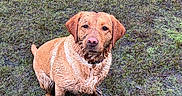 Olive joined the competition — help win amazing prizes! animal, canine, collar, cute, dog, ears, earth, field, fur, grass, looking_up, muddy, muzzle, nature, outdoor, paw, pet, playful, sitting, wet
