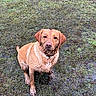 Olive joined the competition — help win amazing prizes! dog, muddy, grass, outdoor, pet, animal, canine, field, nature, cute, fur, wet, looking_up, ears, collar, paw, muzzle, sitting, earth, playful