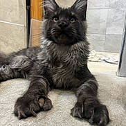 Archibalde participe au concours pour gagner de l'argent avec cette photo : animal, cat, close_up, curious, cute, domestic_cat, door, ears, floor, fluffy, fur, gray_cat, indoor, lying_down, mammal, paws, pet, relaxed, tiled_floor, whiskers
