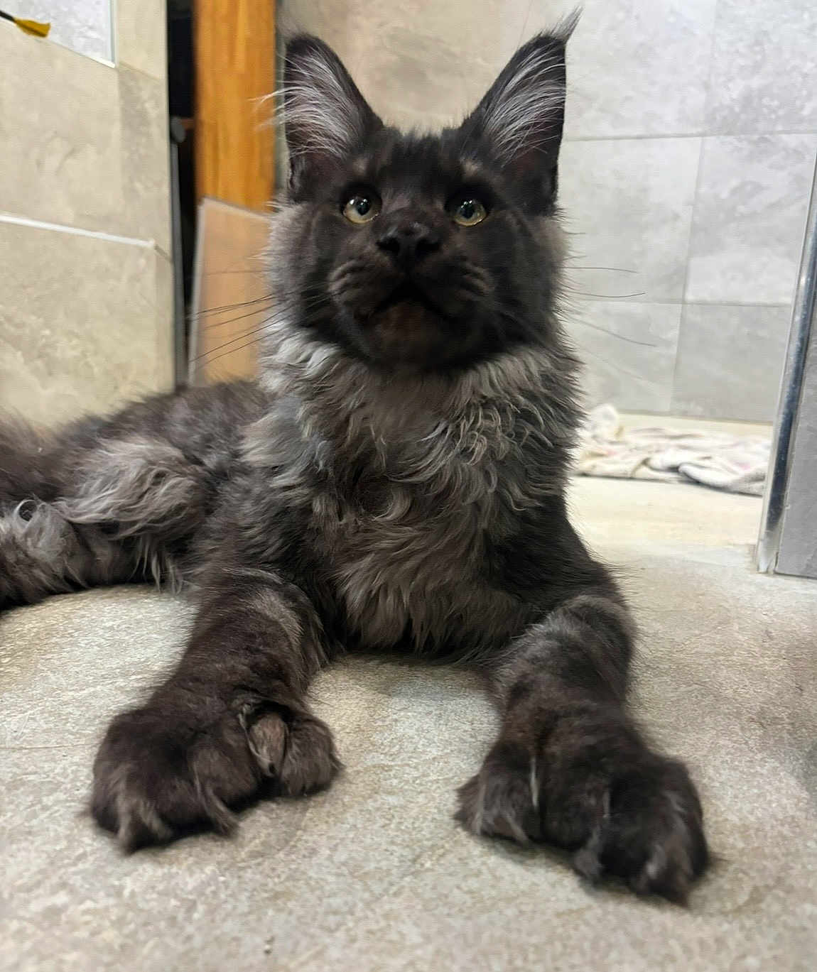 Archibalde participe au concours pour gagner de l'argent avec cette photo : animal, cat, close_up, curious, cute, domestic_cat, door, ears, floor, fluffy, fur, gray_cat, indoor, lying_down, mammal, paws, pet, relaxed, tiled_floor, whiskers