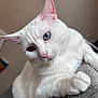 Halo is registered to the contest to win money with this photo: cat, white_cat, heterochromia, blue_eye, amber_eye, close_up, pet, animal, feline, whiskers, soft_fur, indoor, cozy, curious, paw, blanket, cute, portrait, domestic_cat, relaxed