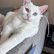 Halo joined the competition — help win amazing prizes! cat, white_cat, heterochromia, blue_eye, golden_eye, pet, indoor, feline, couch, relaxed, stretching, whiskers, fur, close_up, portrait, home, cozy, domestic_animal, animal, cute