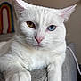 Halo is registered to the contest to win money with this photo: cat, white_cat, heterochromia, blue_eye, golden_eye, pet, feline, whiskers, paw, close_up, indoor, relaxed, animal, cute, domestic_cat, portrait, soft_fur, rainbow, background_blur, texture