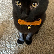 Onyx is registered to the contest to win money with this photo: black_cat, cat, pet, bow_tie, yellow_eyes, indoor, carpet, close_up, feline, attentive, cute, animal, domestic_cat, sitting, portrait, whiskers, fur, collar, bell, adorable