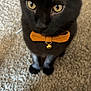 black_cat, cat, pet, bow_tie, yellow_eyes, indoor, carpet, close_up, feline, attentive, cute, animal, domestic_cat, sitting, portrait, whiskers, fur, collar, bell, adorable