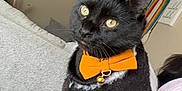Onyx is registered to the contest to win money with this photo: cat, black_cat, bow_tie, indoor, chair, furniture, tattoo, person, rainbow, wall_decor, pet, animal, yellow_eyes, relaxed, domestic, cozy, home, fur, cute, resting