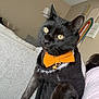 cat, black_cat, bow_tie, indoor, chair, furniture, tattoo, person, rainbow, wall_decor, pet, animal, yellow_eyes, relaxed, domestic, cozy, home, fur, cute, resting