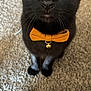 cat, black_cat, bow_tie, pet, animal, yellow_eyes, indoor, carpet, feline, whiskers, cute, domestic_animal, alert, sitting, close_up, collar, mustard, bell, fur, curious