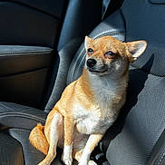 Lola joined the competition — help win amazing prizes! dog, chihuahua, pet, car_seat, leather, sunlight, animal, sitting, small_dog, tan_fur, white_fur, ears, paw, indoor, vehicle, seatbelt, calm, portrait, cute, companion