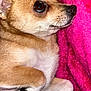 Lola joined the competition — help win amazing prizes! dog, small_dog, brown_fur, white_fur, paw, close_up, pet, cute, animal, lying_down, blanket, pink_blanket, furry, relaxed, indoor, cozy, mammal, whiskers, nose, eye