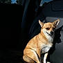 Lola joined the competition — help win amazing prizes! dog, chihuahua, car_interior, leather_seat, jeep, sunlight, small_dog, pet, animal, sitting, relaxed, brown_fur, white_fur, shadow, window, vehicle, daytime, cute, companion, domestic_animal