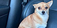 Lola joined the competition — help win amazing prizes! dog, chihuahua, car_seat, leather, pet, animal, indoor, brown_fur, white_fur, small_dog, sitting, ears_up, alert, black_leather, seatbelt, window, daylight, calm, portrait, vehicle_interior