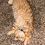 Mr.mango is registered to the contest to win money with this photo: cat, orange_cat, fluffy, carpet, relaxed, sleepy, pet, indoor, collar, paw, fur, cute, animal, mammal, whiskers, pink_nose, domestic_cat, resting, cozy, cotton_swab