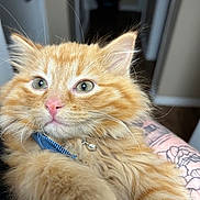 Mr.mango is registered to the contest to win money with this photo: kitten, orange_cat, fluffy, pet, collar, bell, tattoo, arm, indoor, close_up, fur, whiskers, cute, animal, domestic_cat, portrait, young_cat, green_eyes, soft_light, feline