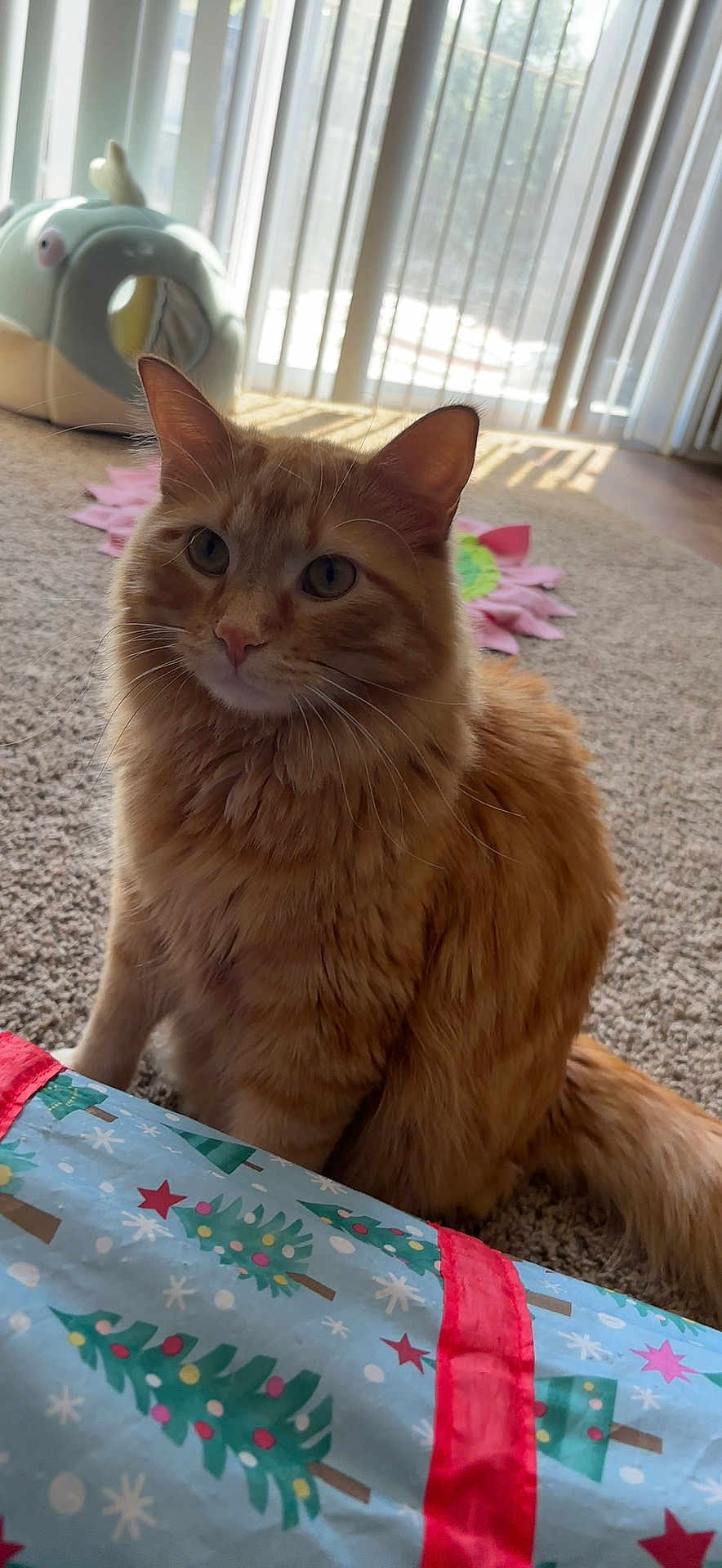 Mr.mango