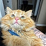 Mr.mango joined the competition — help win amazing prizes! cat, orange_tabby, fluffy, fur, whiskers, collar, bell, pet, indoor, tattoo, arm, closeup, curious, soft, feline, animal, cute, domestic, portrait, house