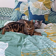 Cahuet a rejoint le concours — aidez-le/la à gagner de superbes lots ! bed, bedding, blue, cat, cats, feline, fur, green, indoor, leaf_pattern, nap, pattern, pets, resting, sleeping, tabby, two_animals, two_cats, wall, yellow