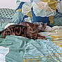 bed, bedding, blue, cat, cats, feline, fur, green, indoor, leaf_pattern, nap, pattern, pets, resting, sleeping, tabby, two_animals, two_cats, wall, yellow