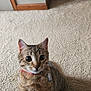 Pickels joined the competition — help win amazing prizes! cat, tabby_cat, pet, indoor, carpet, curious, wide_eyes, collar, feline, animal, playful, brown, striped, whiskers, ears, floor, door, baseboard, domestic, cute