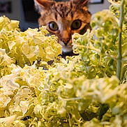 Pickels is registered to the contest to win money with this photo: cat, flower, indoor, curious, green, pet, plant, closeup, nature, animal, ears, eyes, home, background, decor, feline, soft, focus, whiskers, portrait