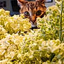cat, flower, indoor, curious, green, pet, plant, closeup, nature, animal, ears, eyes, home, background, decor, feline, soft, focus, whiskers, portrait