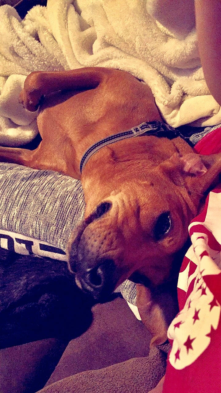 Babygirl is registered to the contest to win money with this photo: american_pit_bull_terrier, canidae, carnivore, dog, dog_breed, fawn, non_sporting_group, pit_bull, puppy, snout, whippet