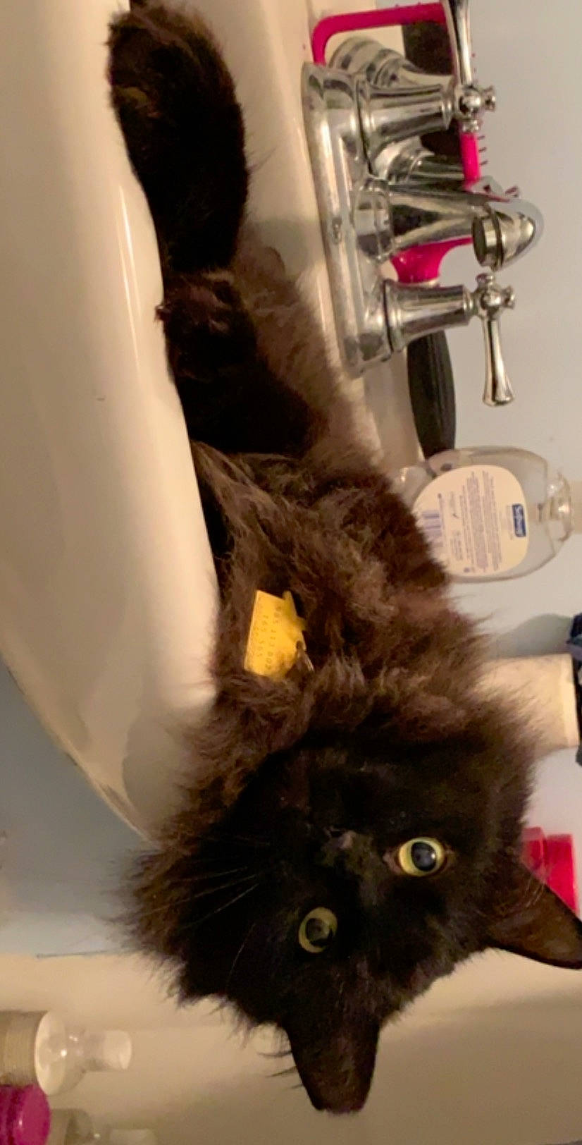 Fury is registered to the contest to win money with this photo: black_cat, british_longhair, carnivore, cat, domestic_long_haired_cat, felidae, fur, kitten, long_hair, norwegian_forest_cat, small_to_medium_sized_cats, tail, whiskers