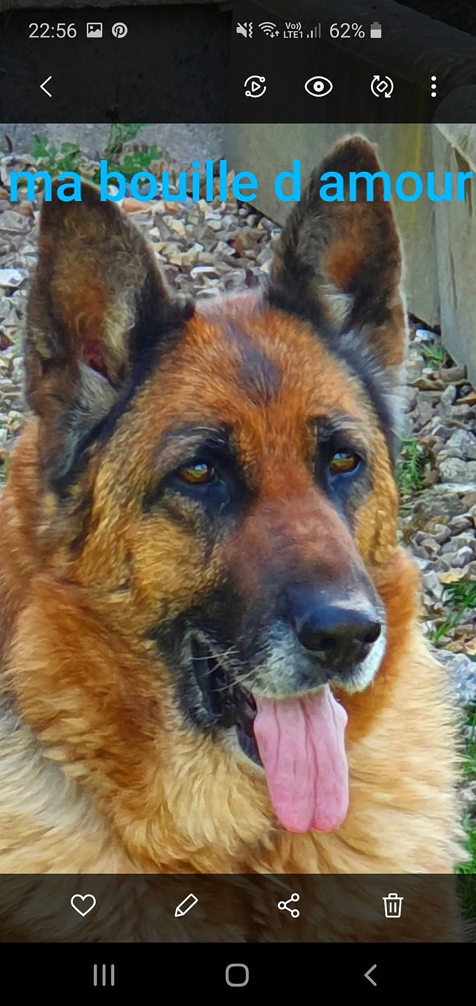 Guerlane a rejoint le concours — aidez-le/la à gagner de superbes lots ! canidae, carnivore, companion_dog, dog, dog_breed, eye, fawn, fur, german_shepherd_dog, head, herding_dog, old_german_shepherd_dog, photo_caption, photography, plant, snout, sporting_group, terrestrial_animal, whiskers, working_dog