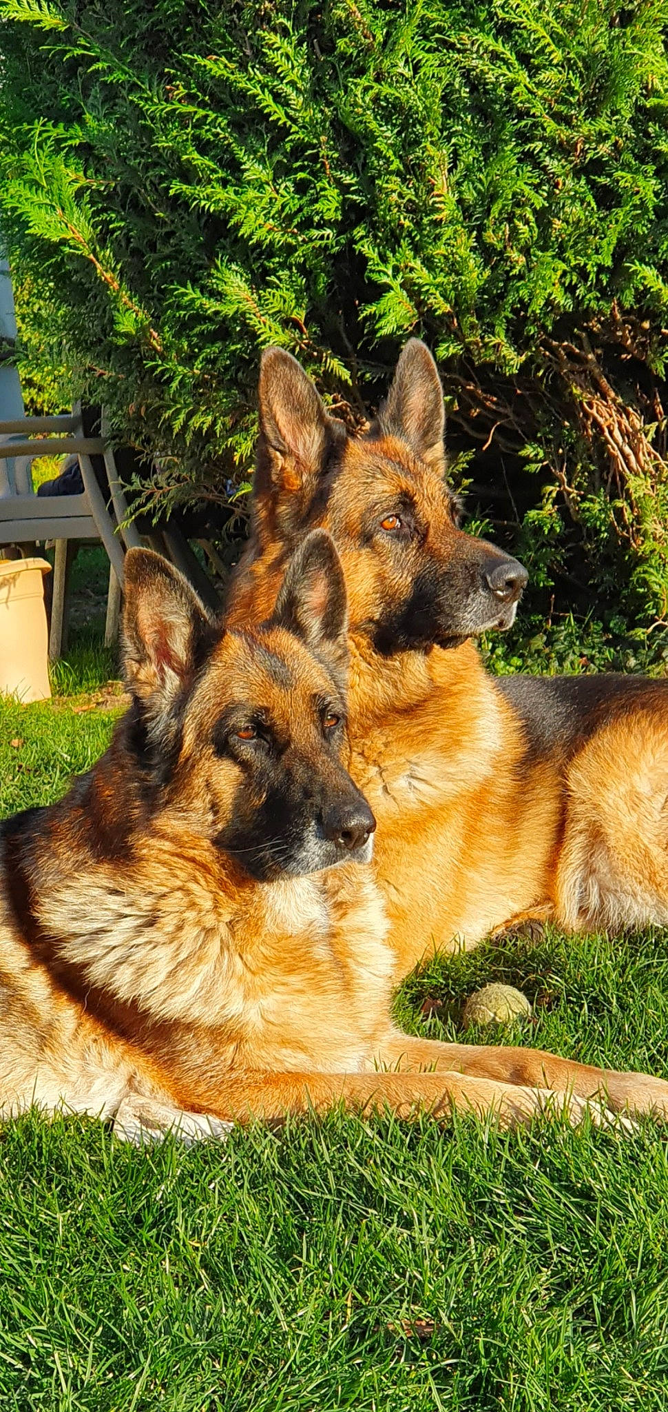 Guerlane a rejoint le concours — aidez-le/la à gagner de superbes lots ! belgian_shepherd_malinois, canidae, carnivore, dog, dog_breed, east_european_shepherd, eye, fawn, fur, german_shepherd_dog, grass, herding_dog, king_shepherd, old_german_shepherd_dog, plant, snout, sporting_group, terrestrial_animal, wildlife, working_dog