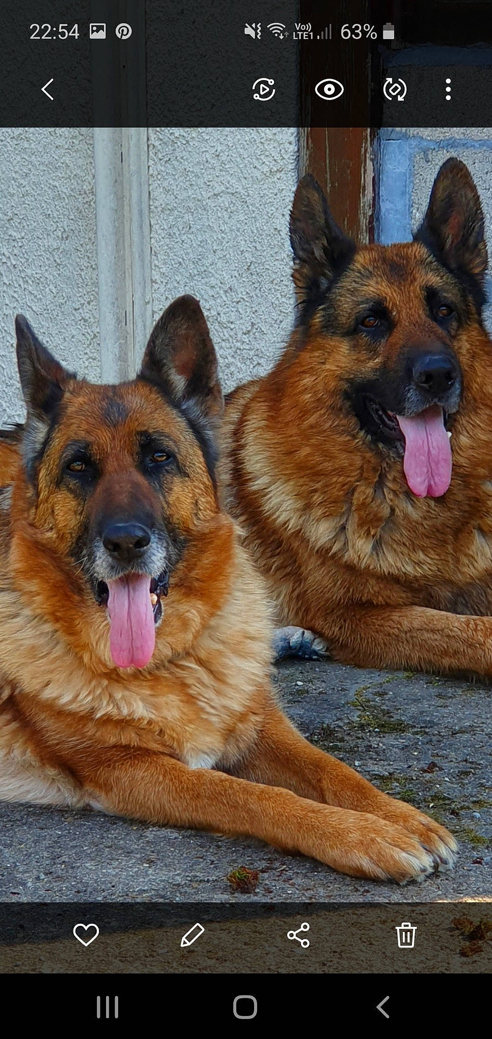 Guerlane a rejoint le concours — aidez-le/la à gagner de superbes lots ! ancient_dog_breeds, canidae, carnivore, companion_dog, dog, dog_breed, east_european_shepherd, eye, fawn, foot, fur, german_shepherd_dog, herding_dog, king_shepherd, old_german_shepherd_dog, snout, sporting_group, terrestrial_animal, working_dog