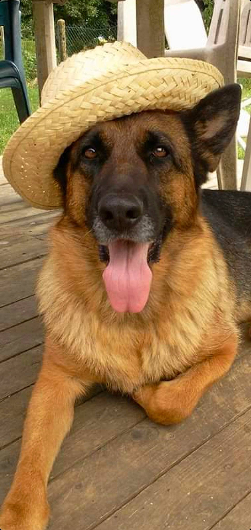 Guerlane participe au concours pour gagner de l'argent avec cette photo : canidae, carnivore, companion_dog, dog, dog_breed, fang, fawn, fur, german_shepherd_dog, hat, herding_dog, old_german_shepherd_dog, plant, snout, sporting_group, sun_hat, terrestrial_animal, whiskers, working_animal, working_dog
