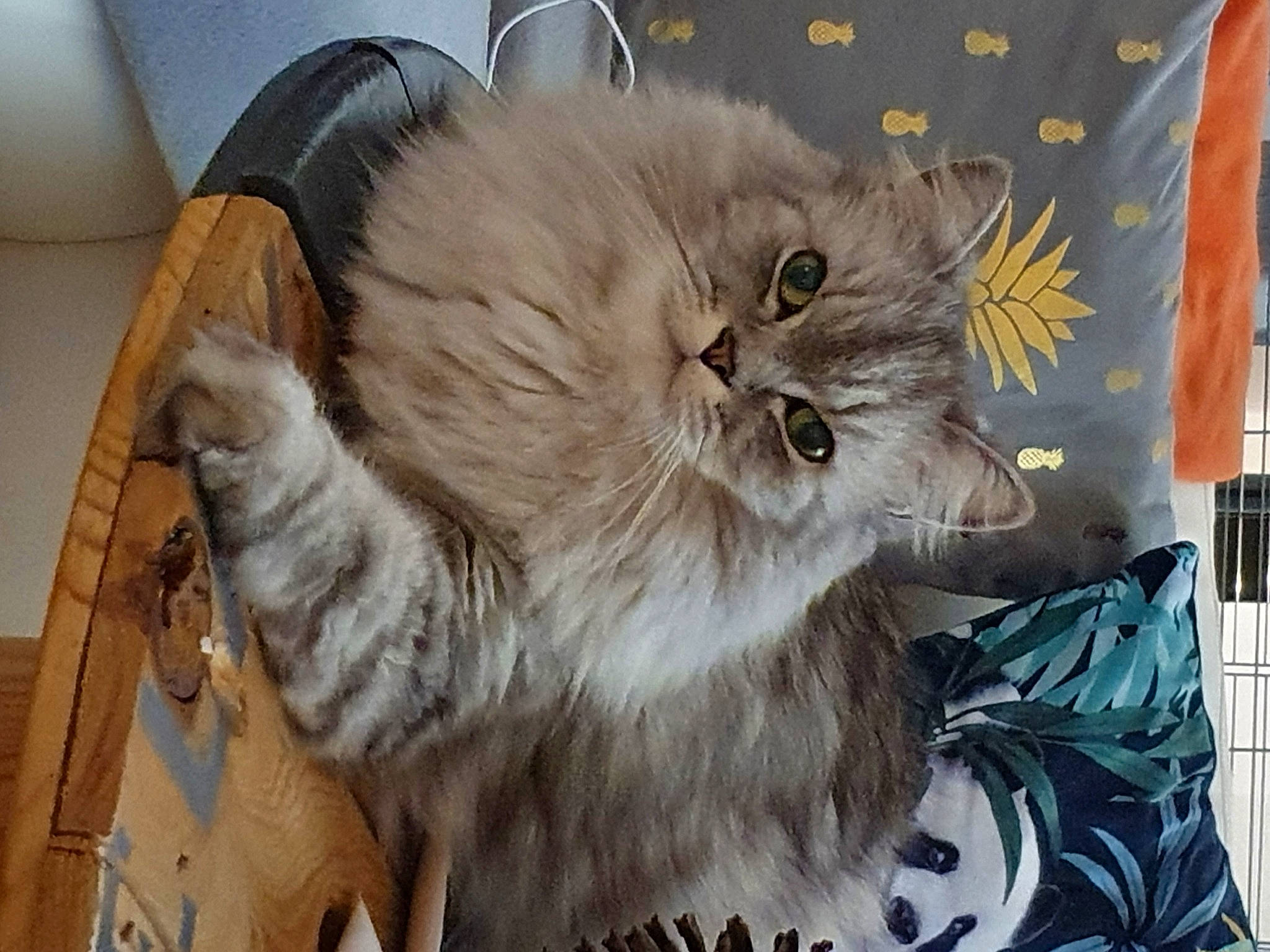 Sweety participe au concours pour gagner de l'argent avec cette photo : art, box, british_longhair, carnivore, cat, claw, fawn, felidae, fur, hardwood, mechanical_fan, paw, persian, shipping_box, small_to_medium_sized_cats, tail, terrestrial_animal, whiskers, wood