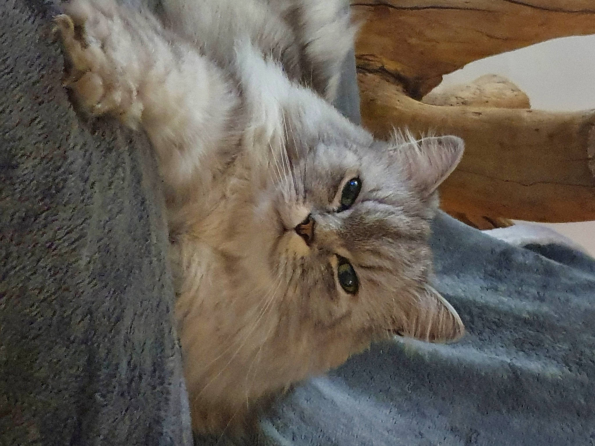 Sweety a rejoint le concours — aidez-le/la à gagner de superbes lots ! british_longhair, carnivore, cat, comfort, fawn, felidae, fur, grey, paw, small_to_medium_sized_cats, snout, tail, terrestrial_animal, whiskers, wood