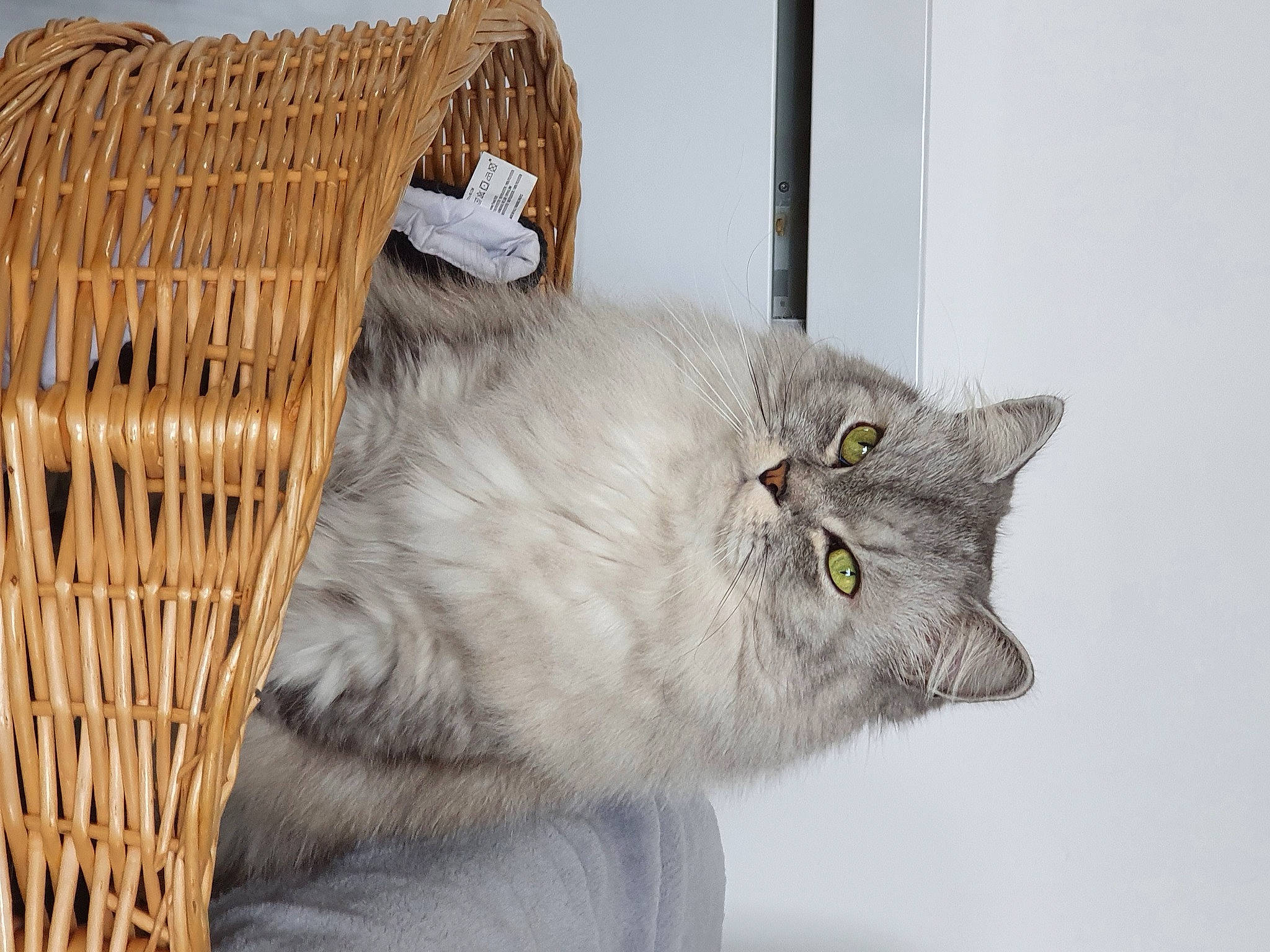 Sweety a rejoint le concours — aidez-le/la à gagner de superbes lots ! animal_shelter, basket, british_longhair, cage, carnivore, cat, cat_supply, domestic_short_haired_cat, fawn, felidae, fur, paw, pet_supply, small_to_medium_sized_cats, snout, tail, whiskers, wicker, window, wood