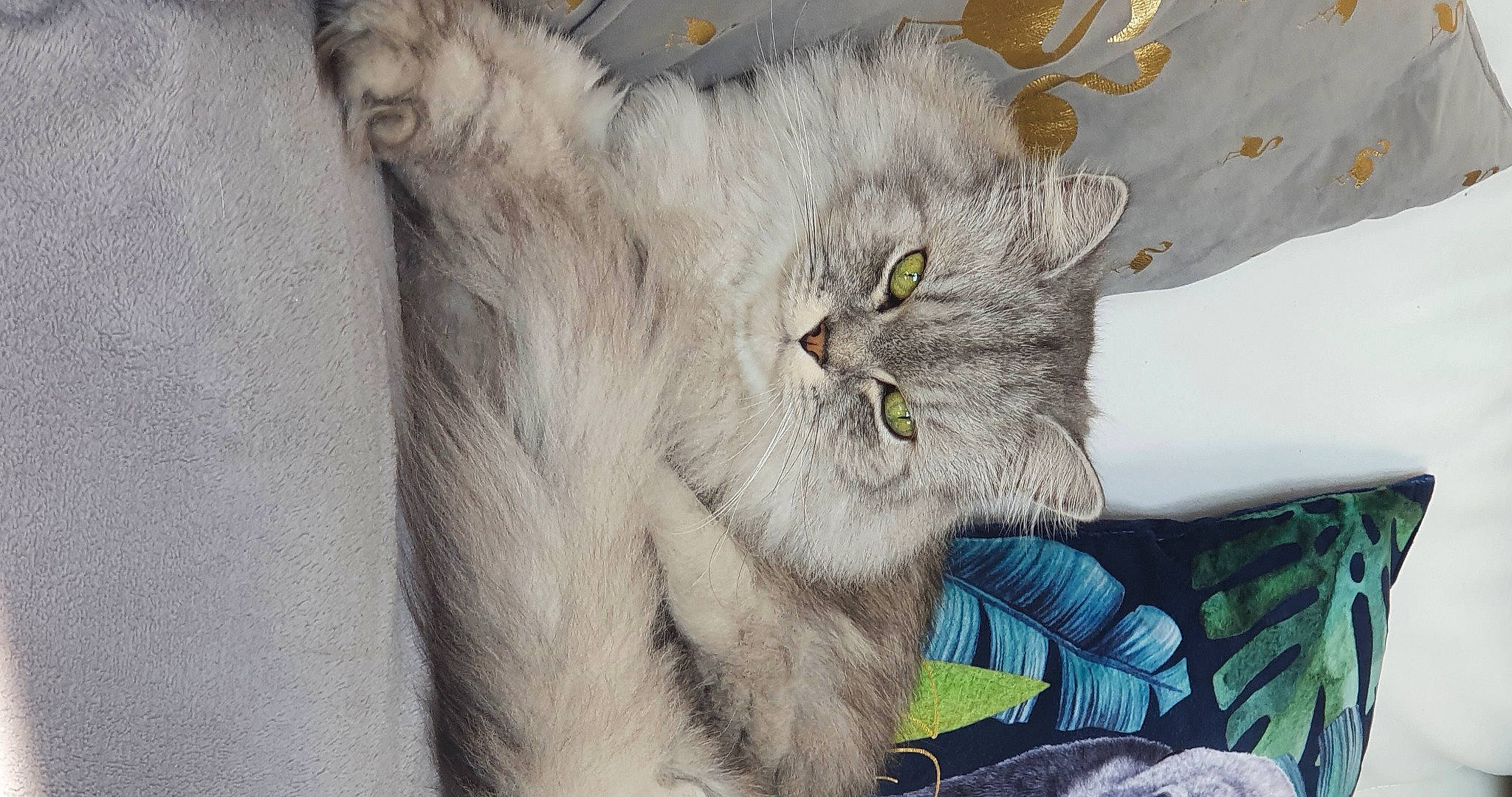 Sweety a rejoint le concours — aidez-le/la à gagner de superbes lots ! art, carnivore, cat, domestic_short_haired_cat, felidae, fur, grey, paw, photo_caption, small_to_medium_sized_cats, snout, tail, terrestrial_animal, whiskers, wildlife