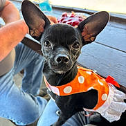 Lily Belle is registered to the contest to win money with this photo: animal, black_dog, casual, clothing, companion, cute, dog, ears, indoors, jeans, lap, orange, outfit, person, pet, polka_dot, small_dog, table, water_bottle, white_frill